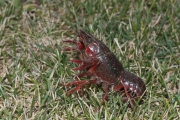 Ecrevisse de Louisiane ou crevisse rouge de marais (Crustac - Procambarus clarkii)